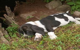 Basset Hound dogs for sale: Shiloh - Image 9