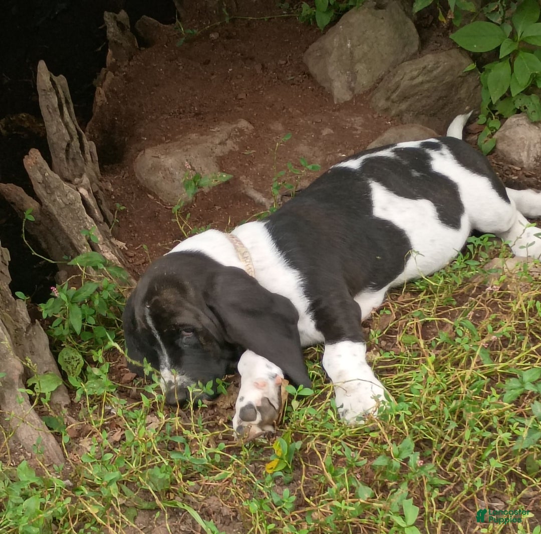 Basset Hound dogs for sale: Shiloh - Image 9