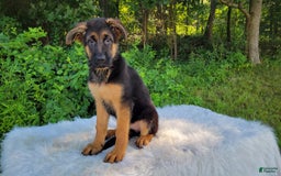 German Shepherd dogs for sale: Tessa - Image 1