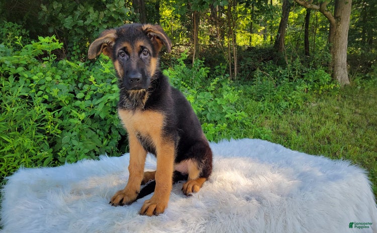 German Shepherd dogs for sale - Ad 1