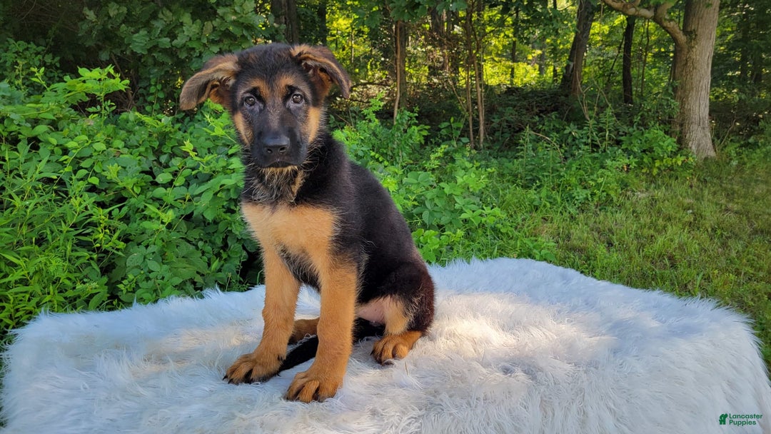 German Shepherd dogs for sale: Tessa - Image 1