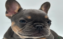 French Bulldog dogs for sale: Montreal - Image 2