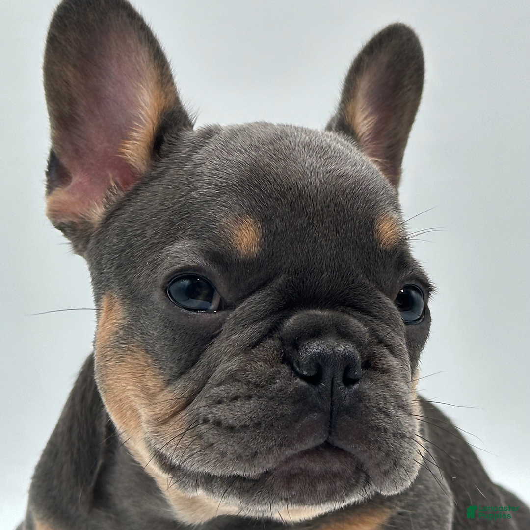 French Bulldog dogs for sale: Montreal - Image 2