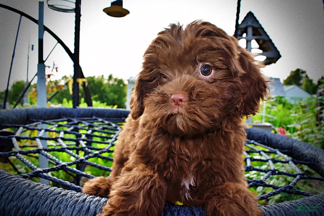 Havapoo dogs for sale: Wiggles - Image 12