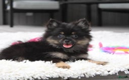 Pomeranian dogs for sale: Lola - Image 1