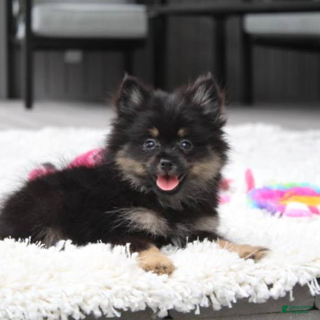 Pomeranian dogs for sale: Lola - Image 1