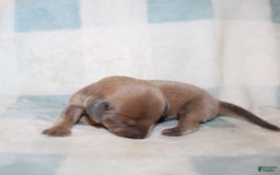 Miniature Dachshund dogs for sale: Max Mini - Image 6