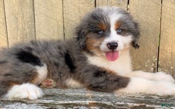 Mini Bernedoodle dogs for sale: 🤎 In Boston Massachusetts 🤎 Two Blue Eyes 🤎 Mini Bernedoodle 🤎 - Image 9