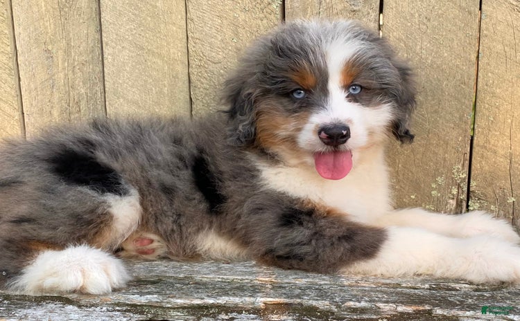 Mini Bernedoodle dogs for sale - Ad 2