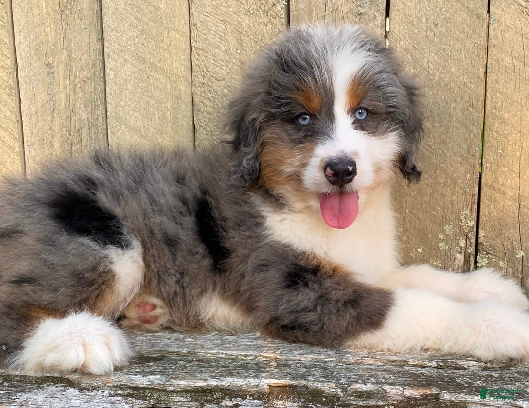 Mini Bernedoodle dogs for sale: 🤎 In Boston Massachusetts 🤎 Two Blue Eyes 🤎 Mini Bernedoodle 🤎 - Image 9