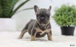 French Bulldog dogs for sale: Sky - Image 2