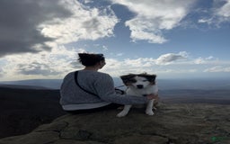 Miniature Australian Shepherd dogs for sale: Truffle - Image 13