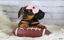 Miniature Dachshund dogs for sale: Nutella - Image 8