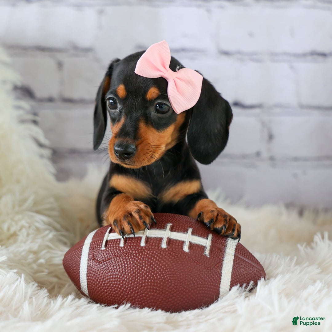 Miniature Dachshund dogs for sale: Nutella - Image 8