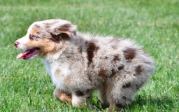 Australian Shepherd dogs for sale: Penny - Image 5