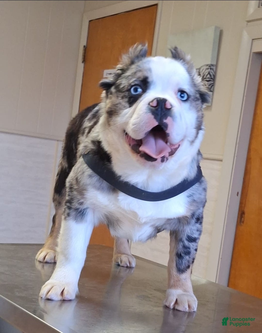 Olde English Bulldogge dogs for sale: Enzo blue eyes mini bulldogge - Image 19