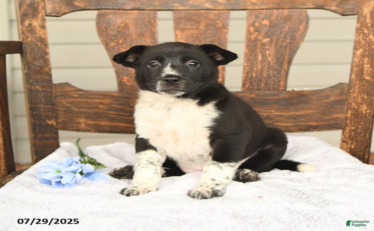 Australian Cattle Dog dogs for sale - Ad 4