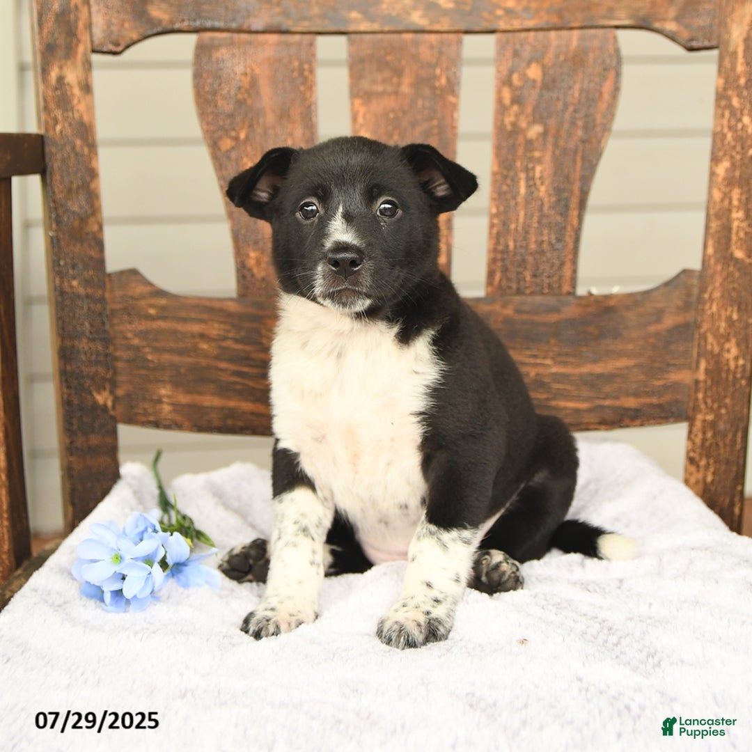 Australian Cattle Dog dogs for sale: Mary - Image 1