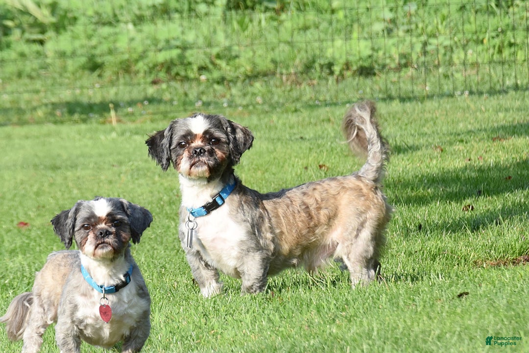 Shih Tzu dogs for sale: Rambo - Image 6