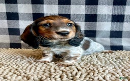 Dachshund dogs for sale: Dana - Image 5