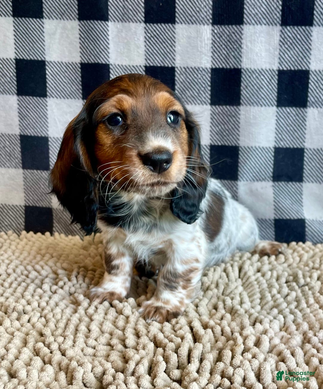 Dachshund dogs for sale: Dana - Image 5