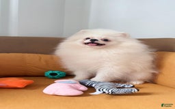 Pomeranian dogs for sale: Mishka - Image 5