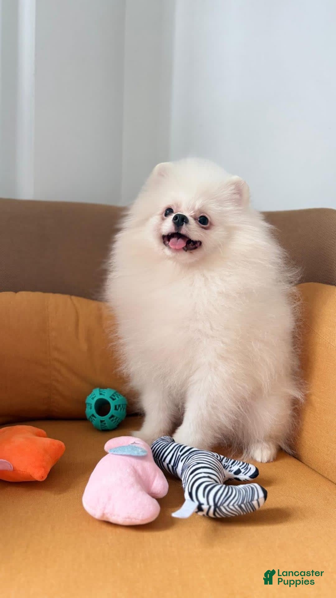 Pomeranian dogs for sale: Mishka - Image 5