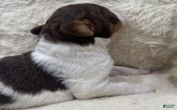 Bernedoodle dogs for sale: Mae - Image 2