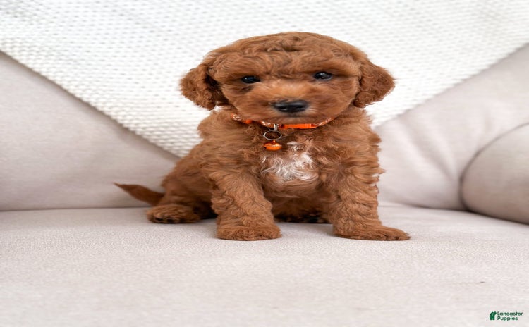 Mini Goldendoodle dogs for sale - Ad 1