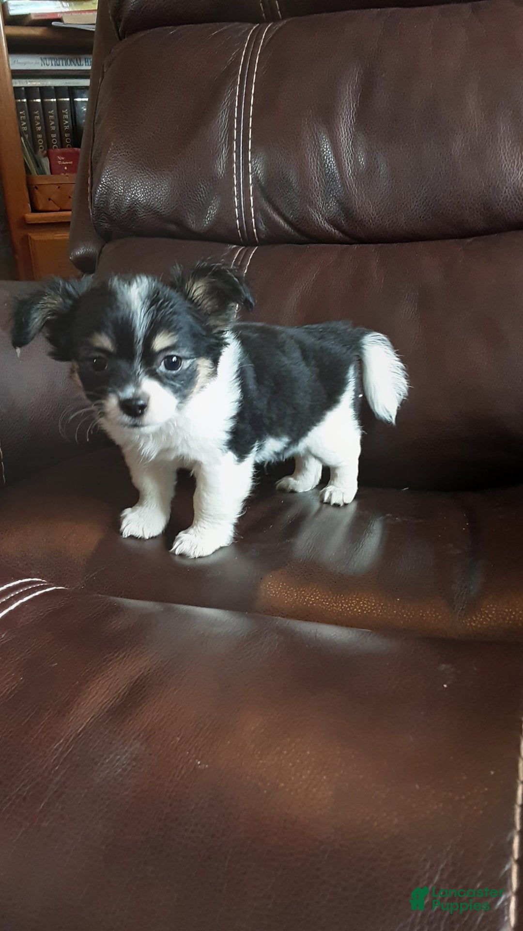 Chihuahua dogs for sale: Oreo - Image 3