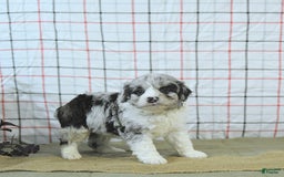 Mini Aussiedoodle dogs for sale: Atlas - Image 14