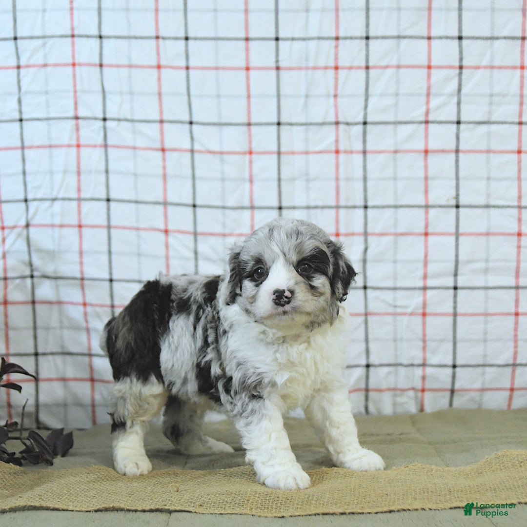 Mini Aussiedoodle dogs for sale: Atlas - Image 14