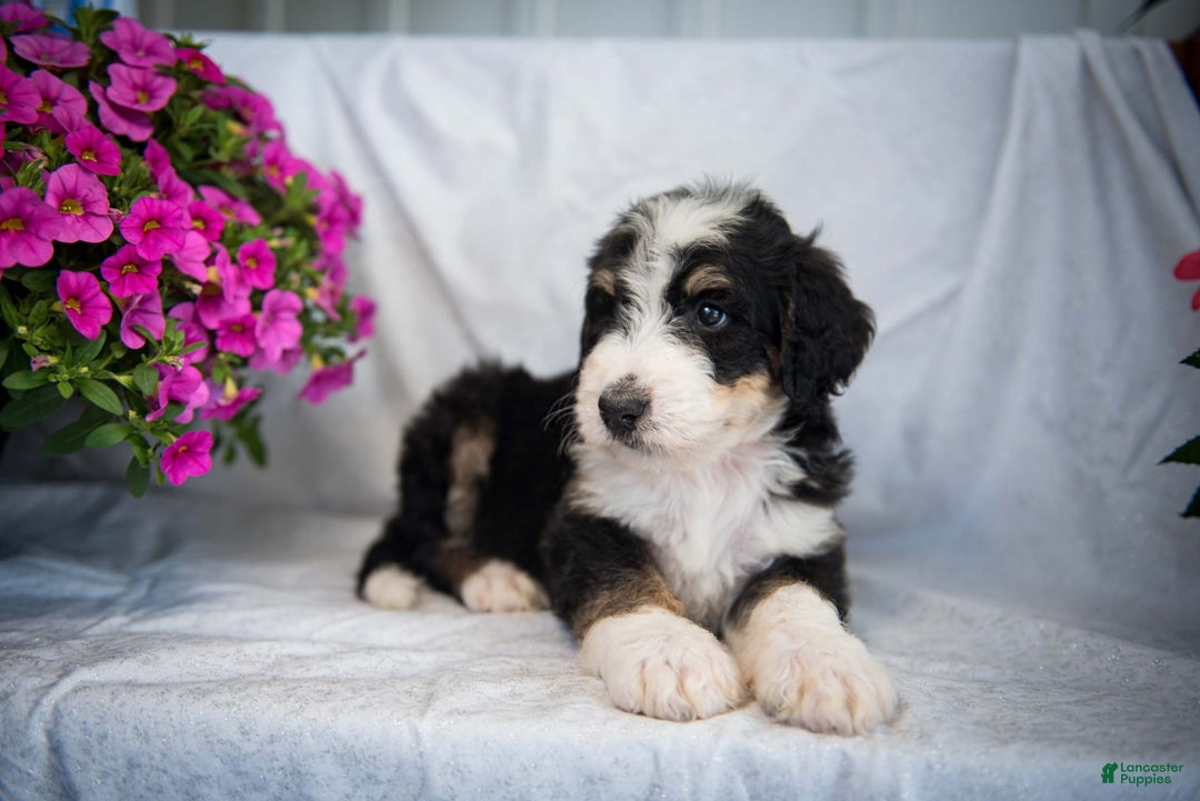 Bernedoodle dogs for sale: Joker - Image 2
