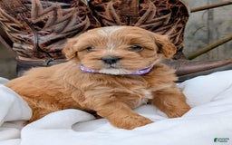 Mini Bernedoodle dogs for sale: Bella B. - Image 5