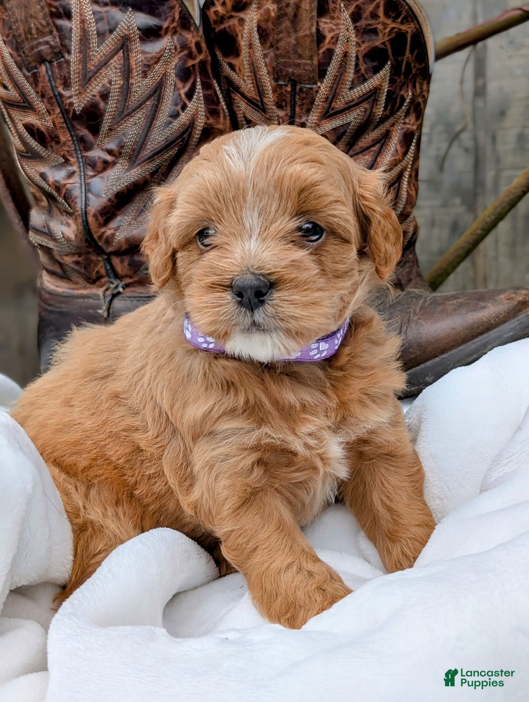 Mini Bernedoodle dogs for sale: Bella B. - Image 5