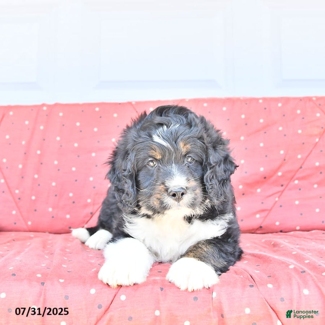 Miniature Bernese Mountain Dog dogs for sale: Mason - Image 7