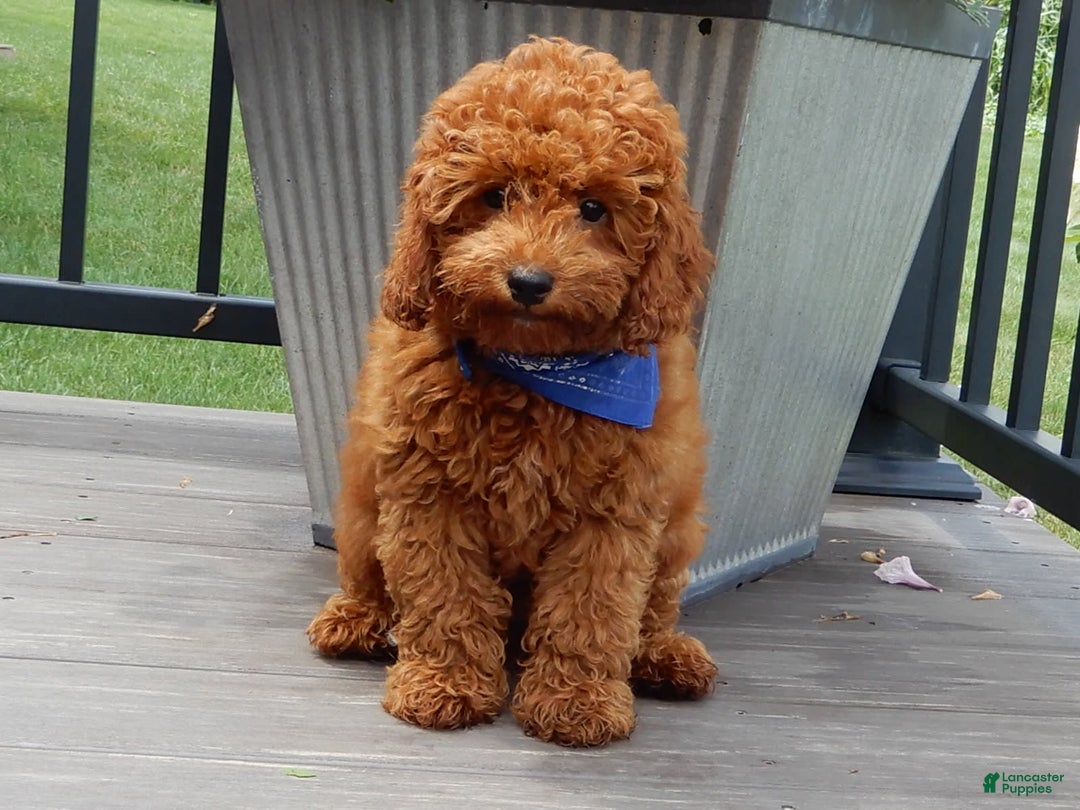 Cavapoo dogs for sale: Biscuit - Image 5