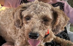 Cavapoo dogs for sale: Lincoln - Image 26