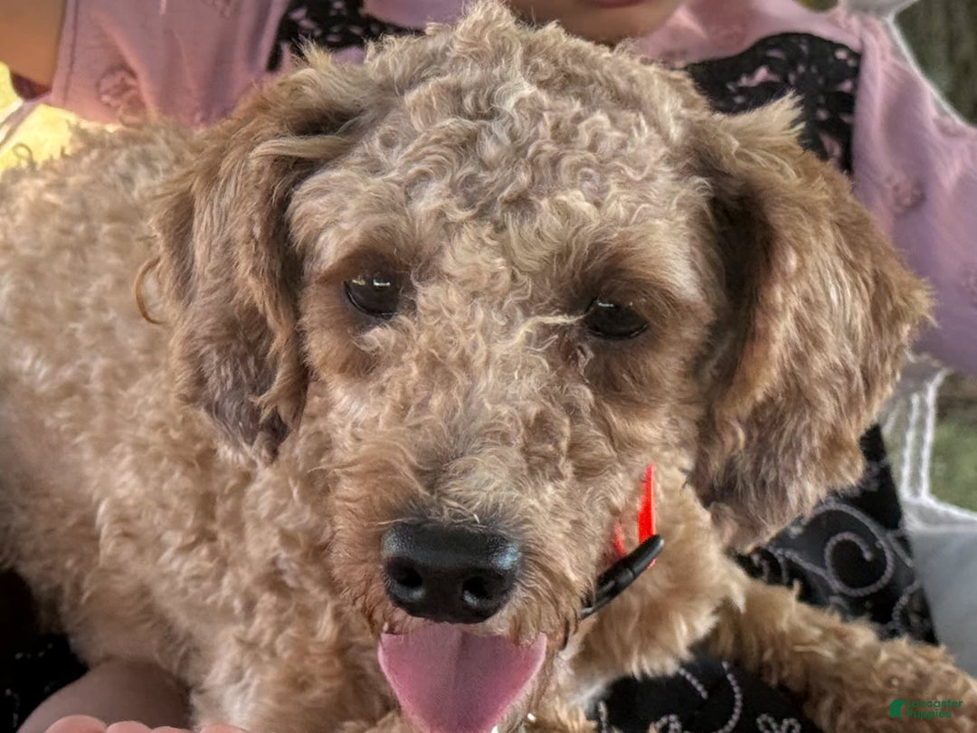 Cavapoo dogs for sale: Lincoln - Image 26