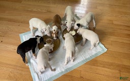 Bull Terrier dogs for sale: Fatso - Image 6