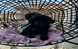 Miniature Poodle dogs for sale: Wolverine - Image 9