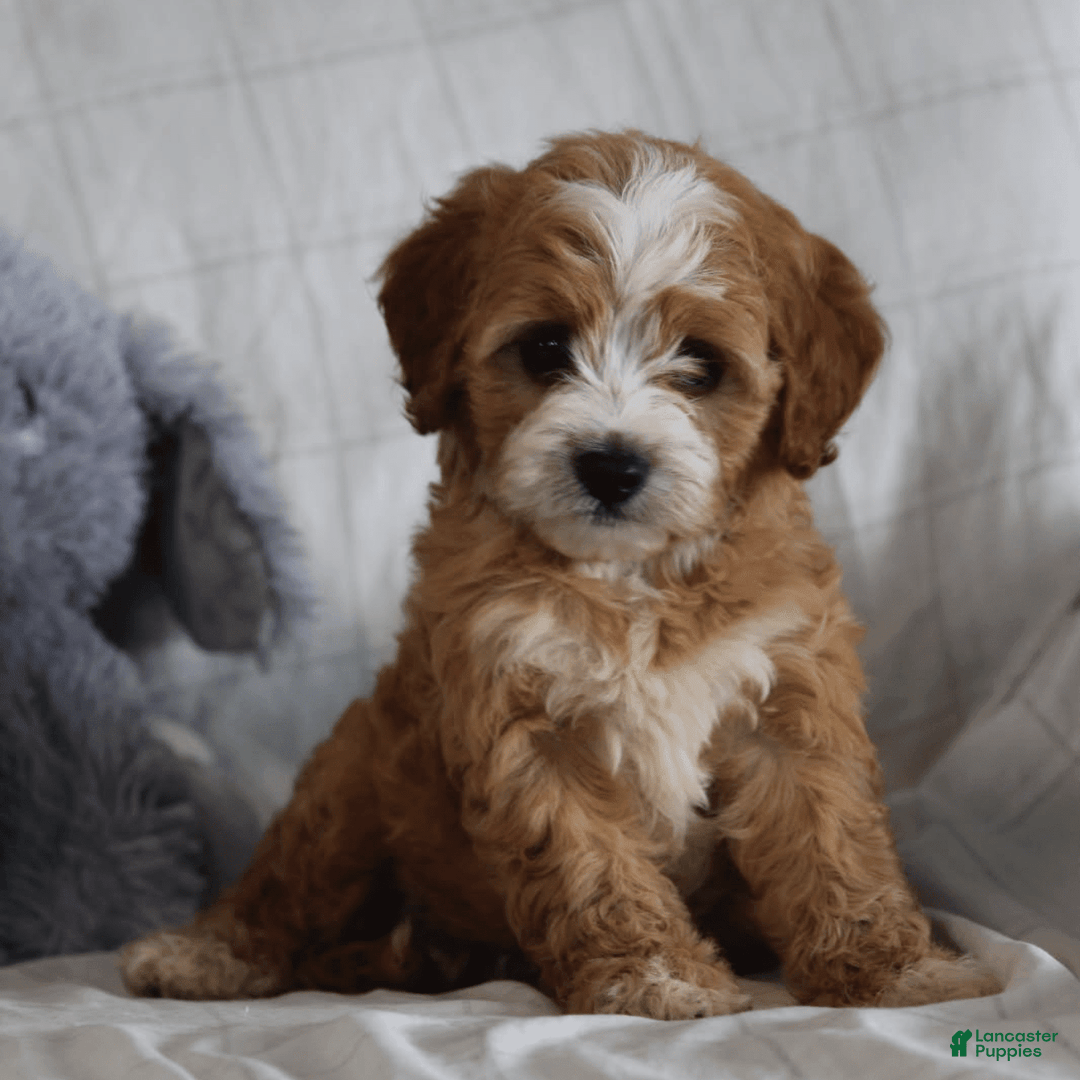 Cavapoo dogs for sale: Ryan - Image 2