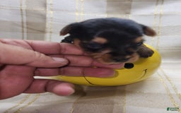 Yorkshire Terrier dogs for sale: Alexa - Image 6