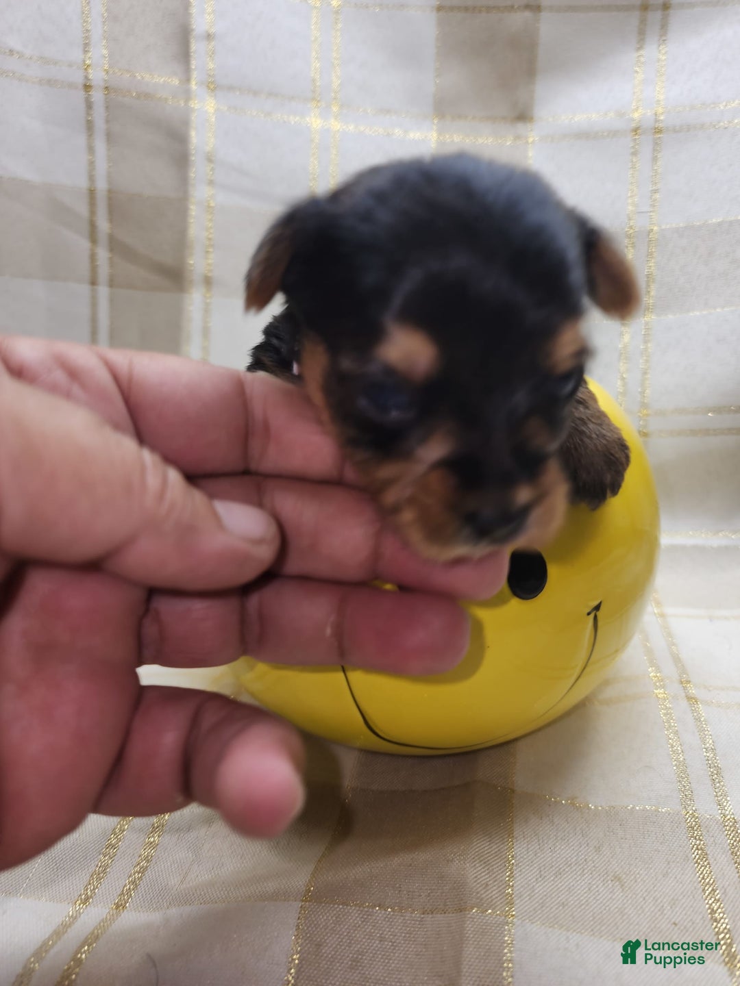 Yorkshire Terrier dogs for sale: Alexa - Image 6