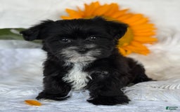 Morkie dogs for sale: LAKOTA - Image 7
