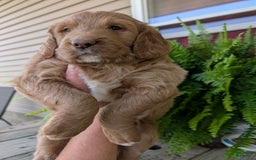 Goldendoodle dogs for sale: Barbie - Image 6