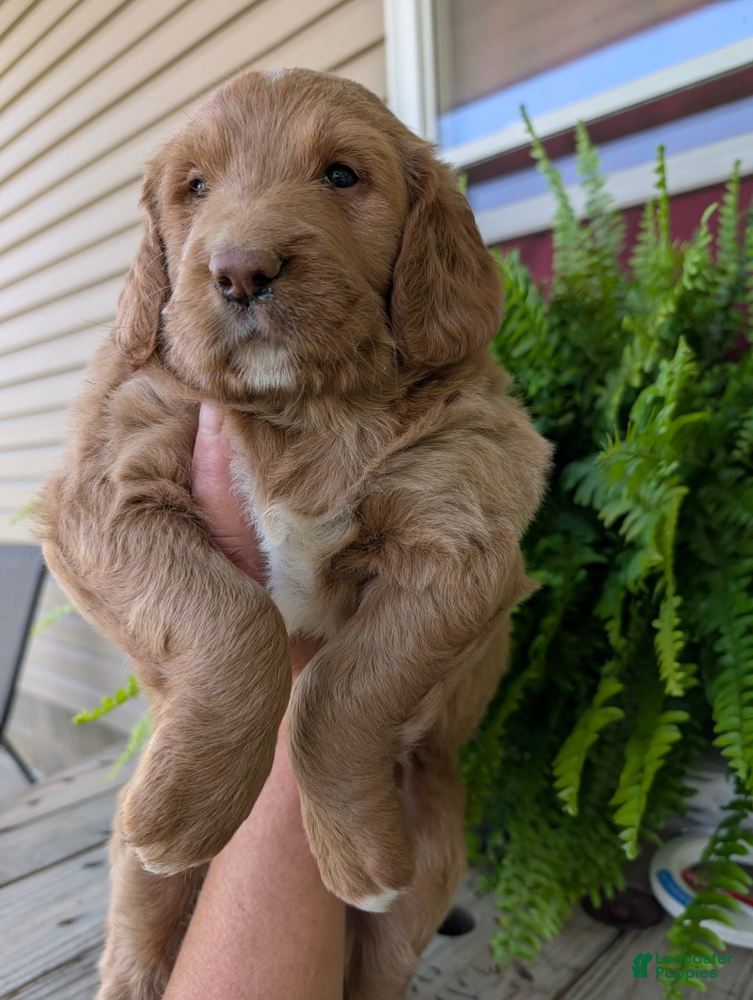 Goldendoodle dogs for sale: Barbie - Image 6
