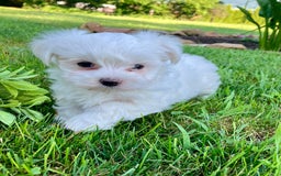 Maltese dogs for sale: Lacy - Image 4