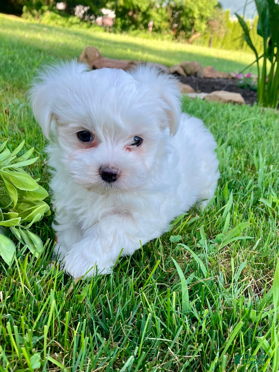 Maltese dogs for sale: Lacy - Image 4