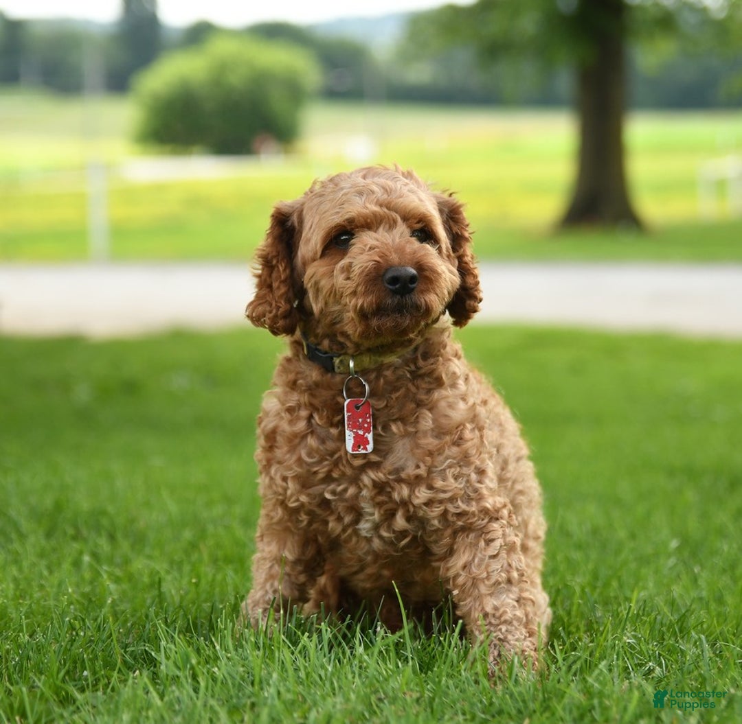Yorkiepoo dogs for sale: Cedar - Image 5